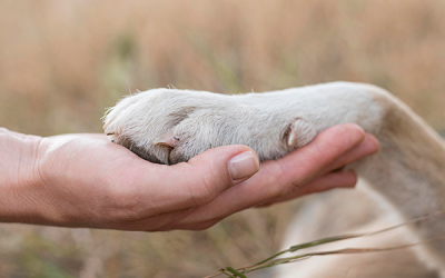 La compañia de las mascotas durante el cáncer